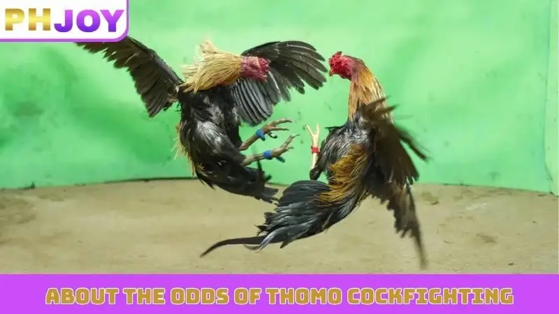 About the odds of Thomo cockfighting