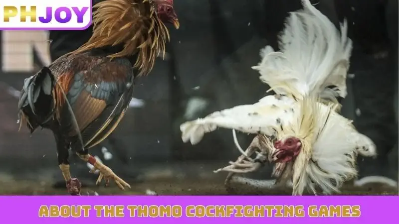 About the Thomo Cockfighting games