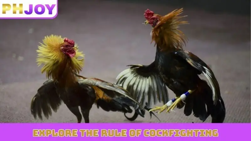 Explore the rule of cockfighting