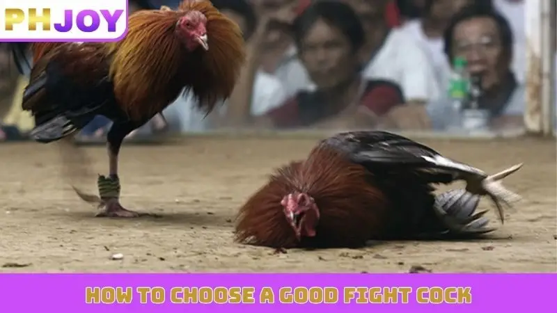 How to choose a good fight cock