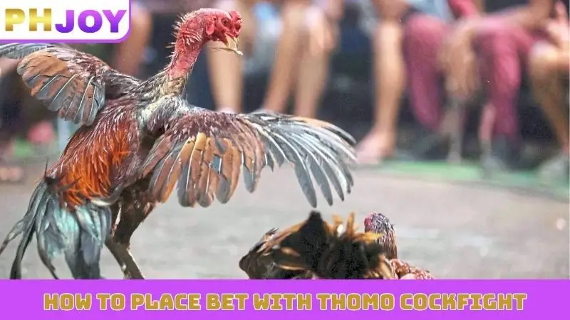 How to place bet with Thomo cockfight