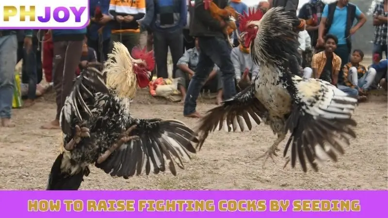 how to raise fighting cocks