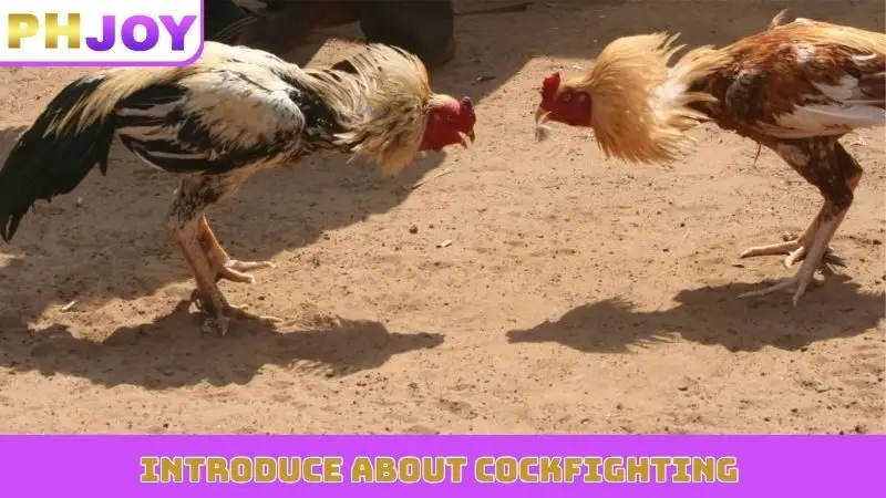 Introduce about cockfighting 