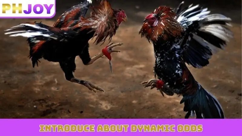 Introduce about dynamic odds