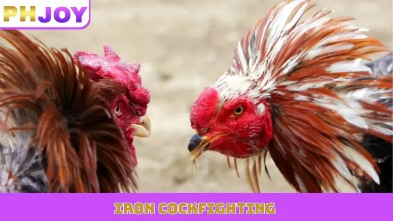 iron-cockfighairon cockfightingting