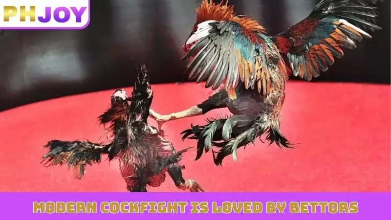Modern cockfight is loved by bettors