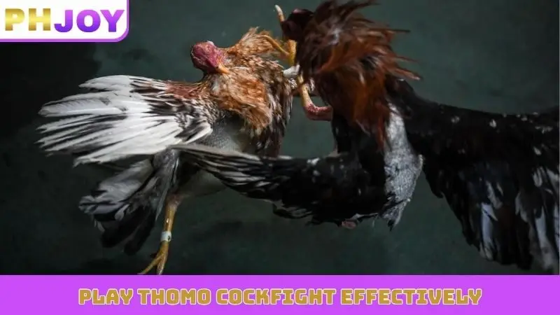 Play Thomo cockfight effectively