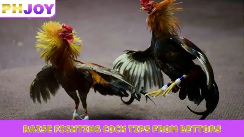 Raise fighting cock tips from bettors