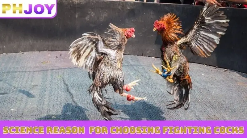 Science reason behind techniques for choosing fighting cocks