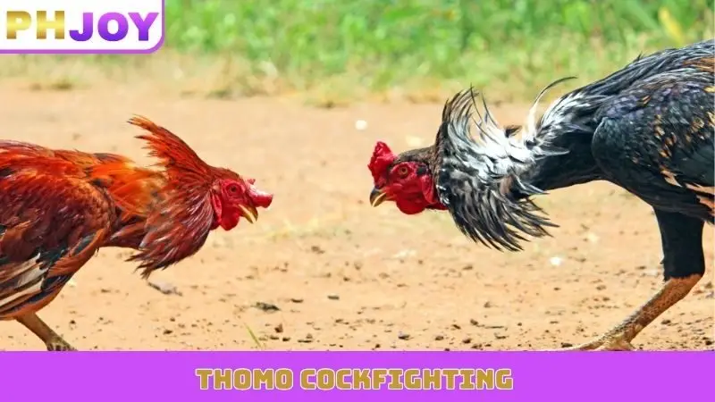 Thomo Cockfighting Bets | PHJOY Guide to Winning Strategies