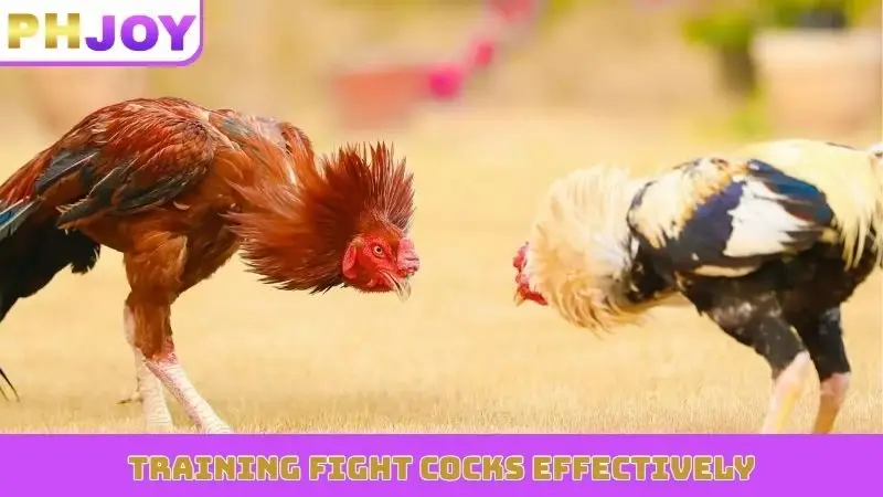Training fight cocks effectively